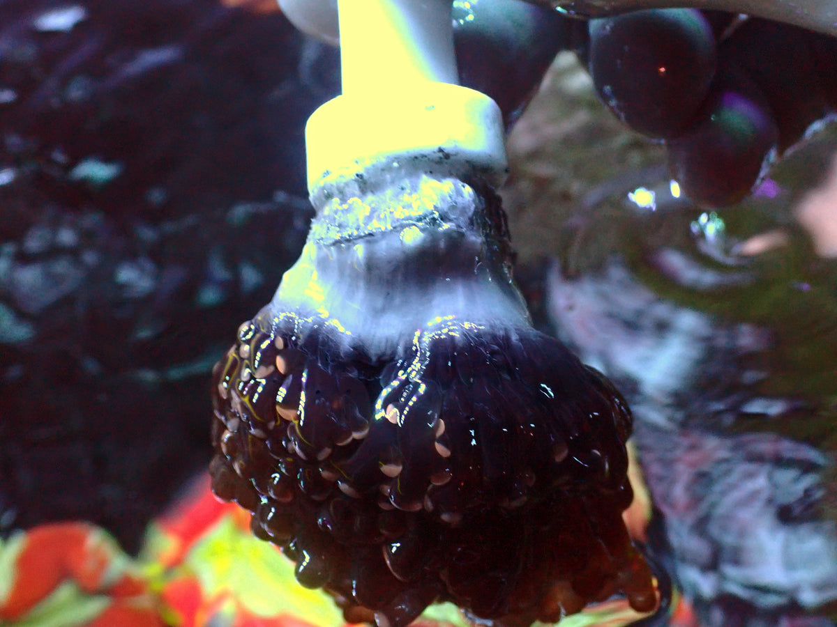 Euphyllia Paradivisa Orange | WYSIWYG