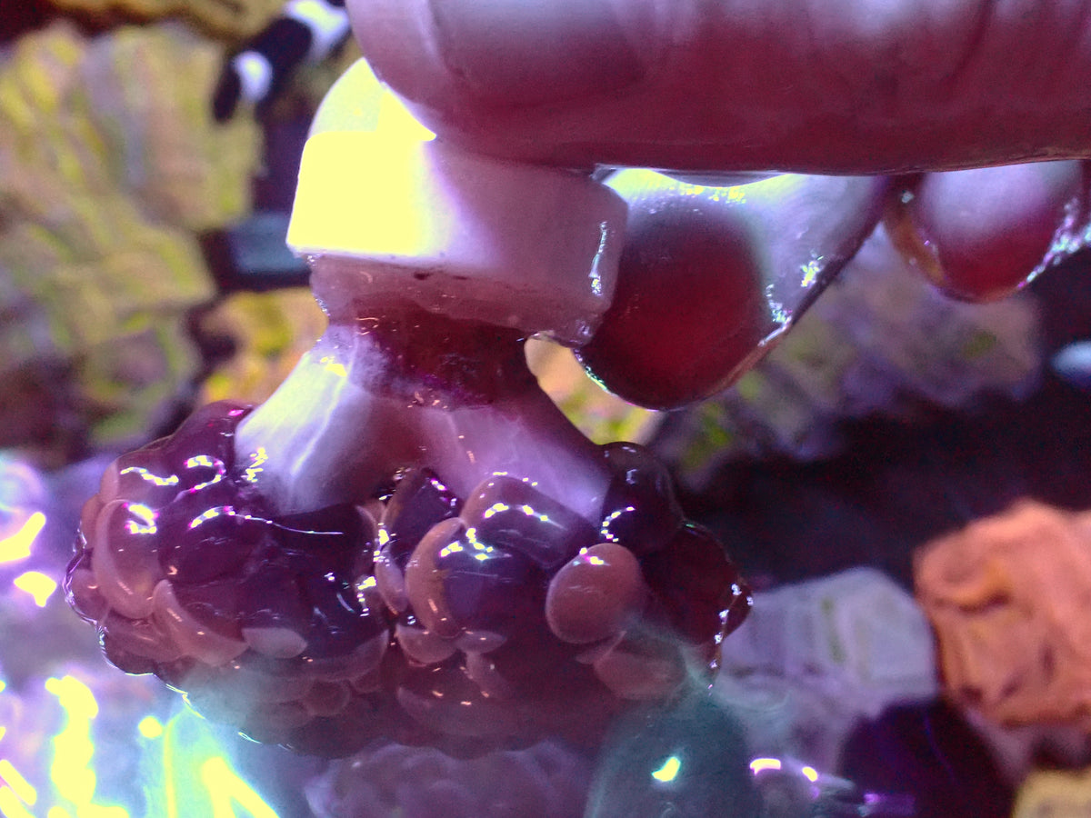 Euphyllia Paraancora Copper | WYSIWYG