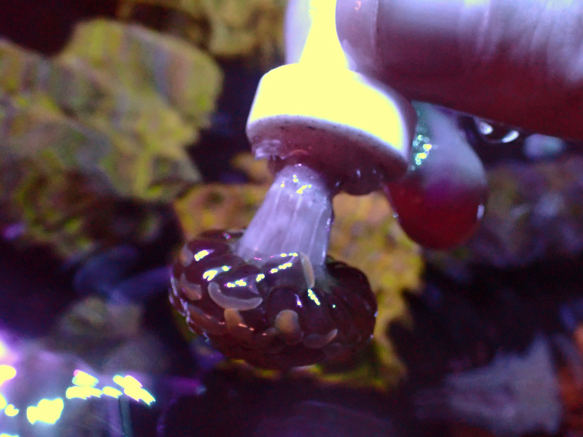 Euphyllia Paraancora Special | WYSIWYG