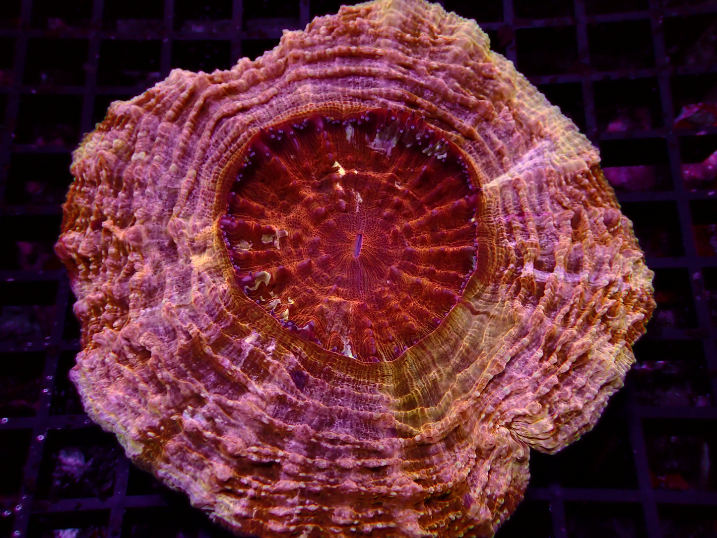 Acanthophyllia "Pumpkin Pie" | WYSIWYG