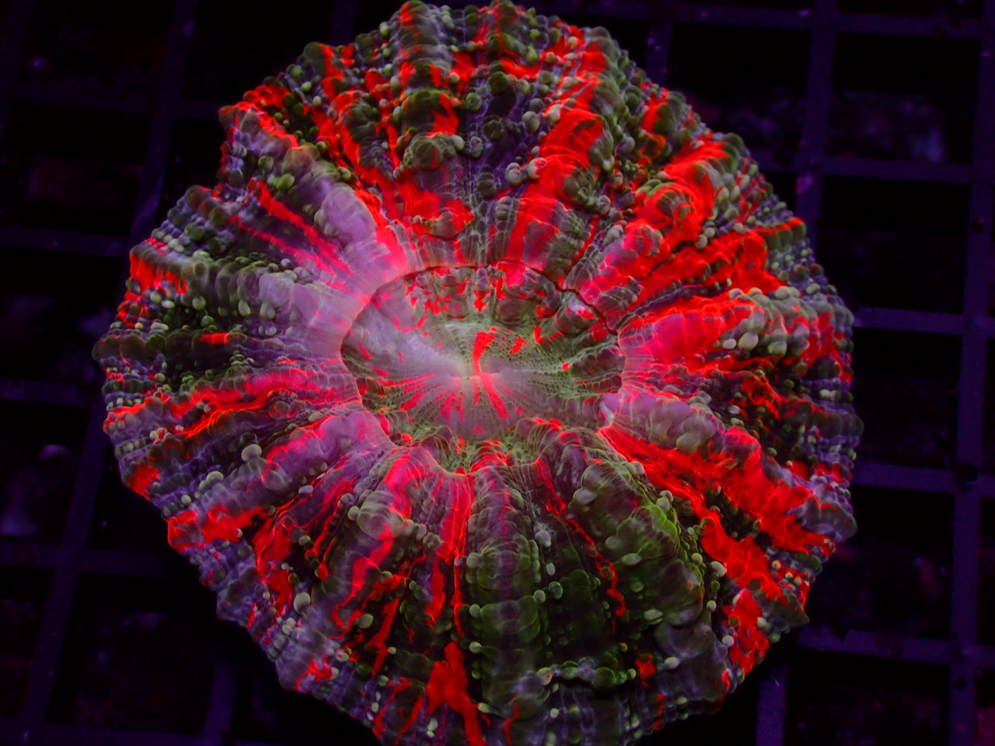 Acanthophyllia Mastergrade | WYSIWYG