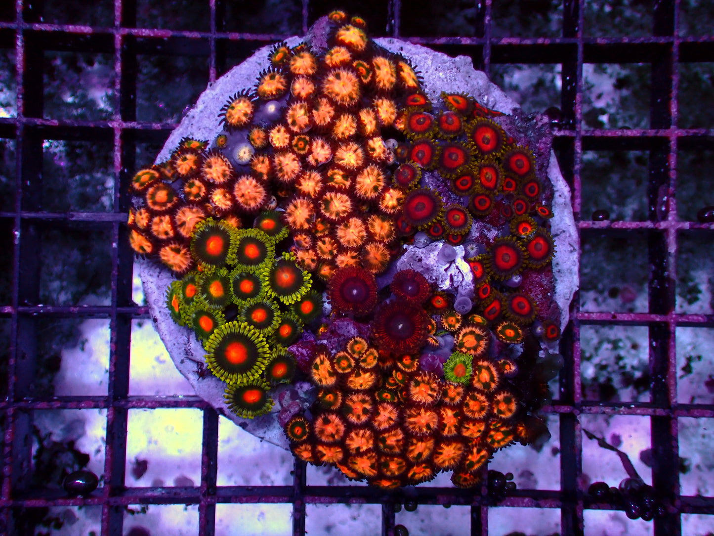 Zoanthus Rainbow Garden | WYSIWYG