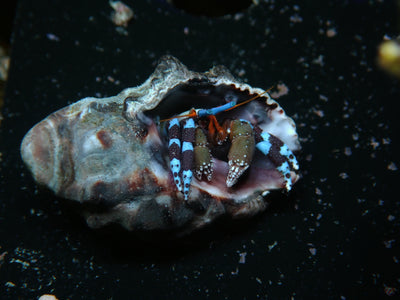 Calcinus Elegans | Blauer Halloween-Einsiedlerkrebs