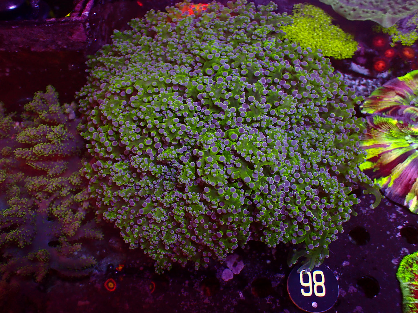 Euphyllia Divisa "Bicolor" | XXL