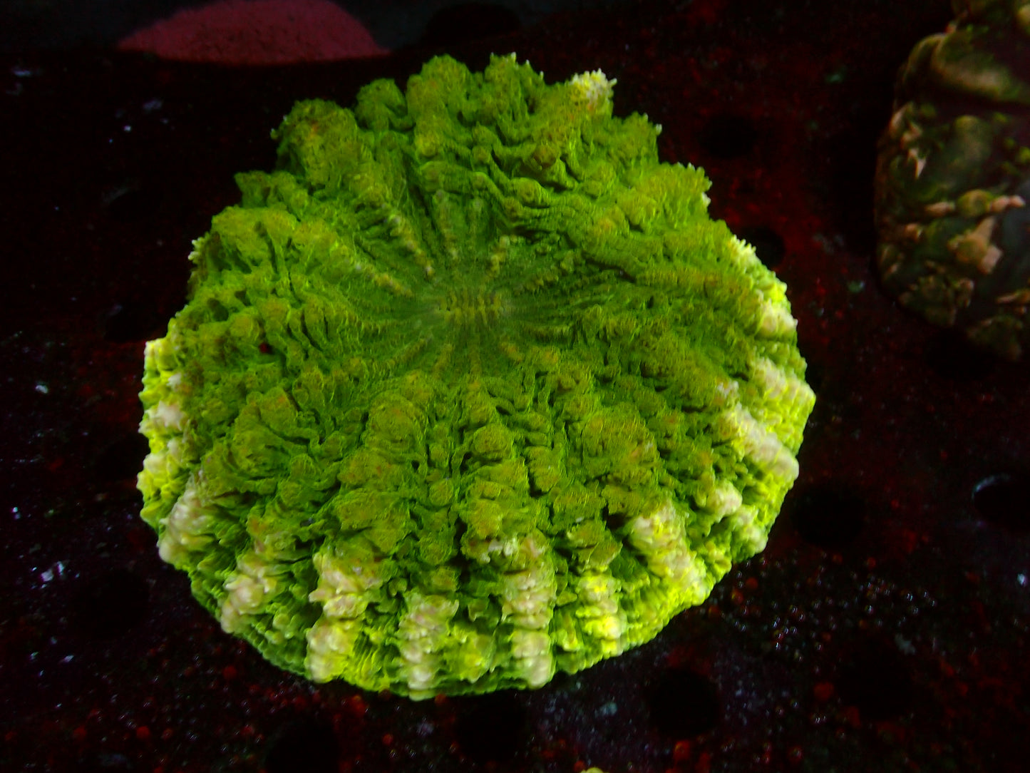 Toxic Green Acanthophyllia | WYSIWYG