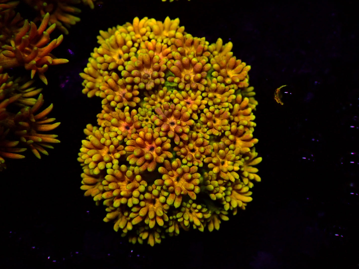 Ultra Rainbow Goniopora | WYSIWYG