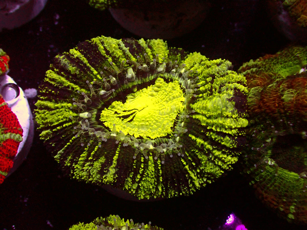 Insane Toxic Grafted Asian Acanthastrea | WYSIWYG