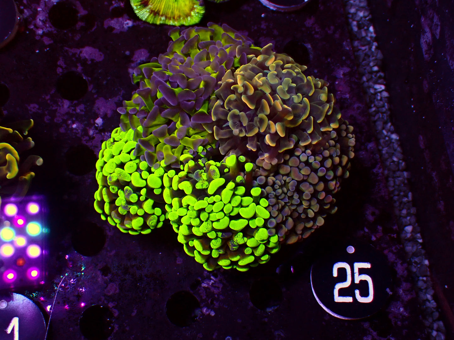 Euphyllia "Hammer Garden" | WYSIWYG