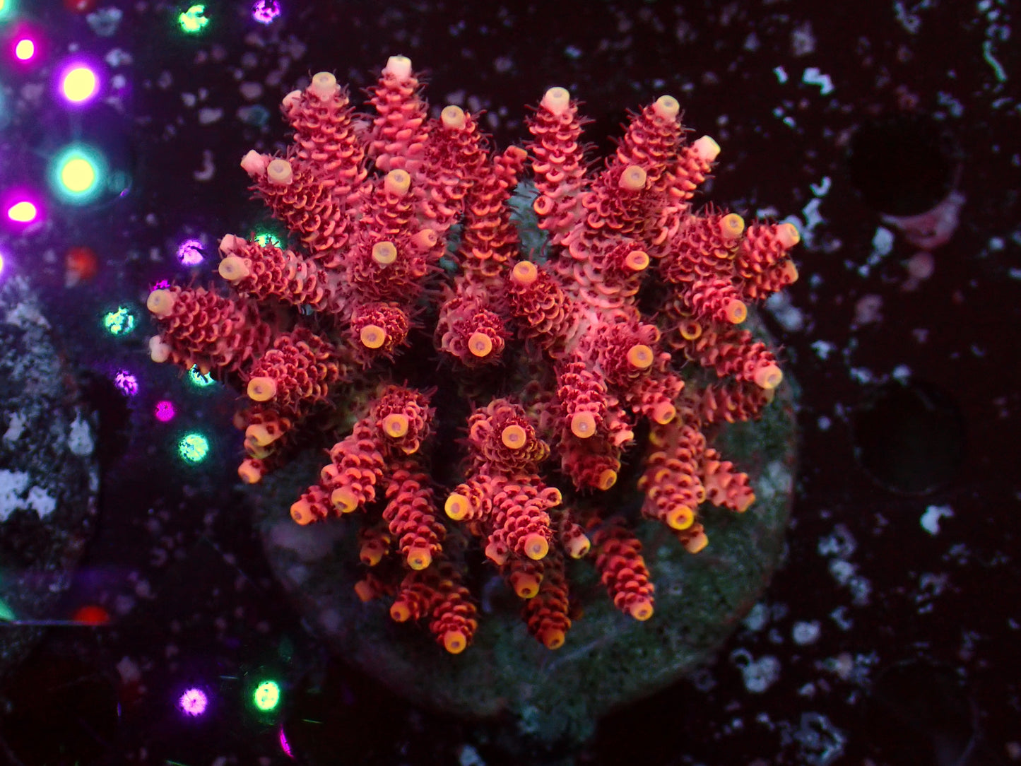 Acropora Millepora "Pink/Yellow Tips" | Colony