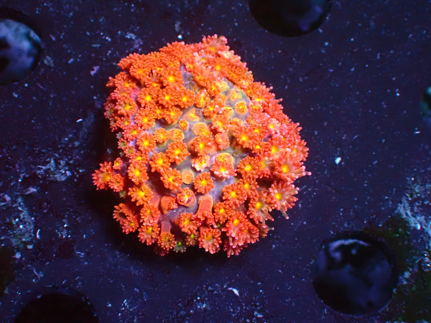 PR Pumpkin Spice Goniopora | WYSIWYG