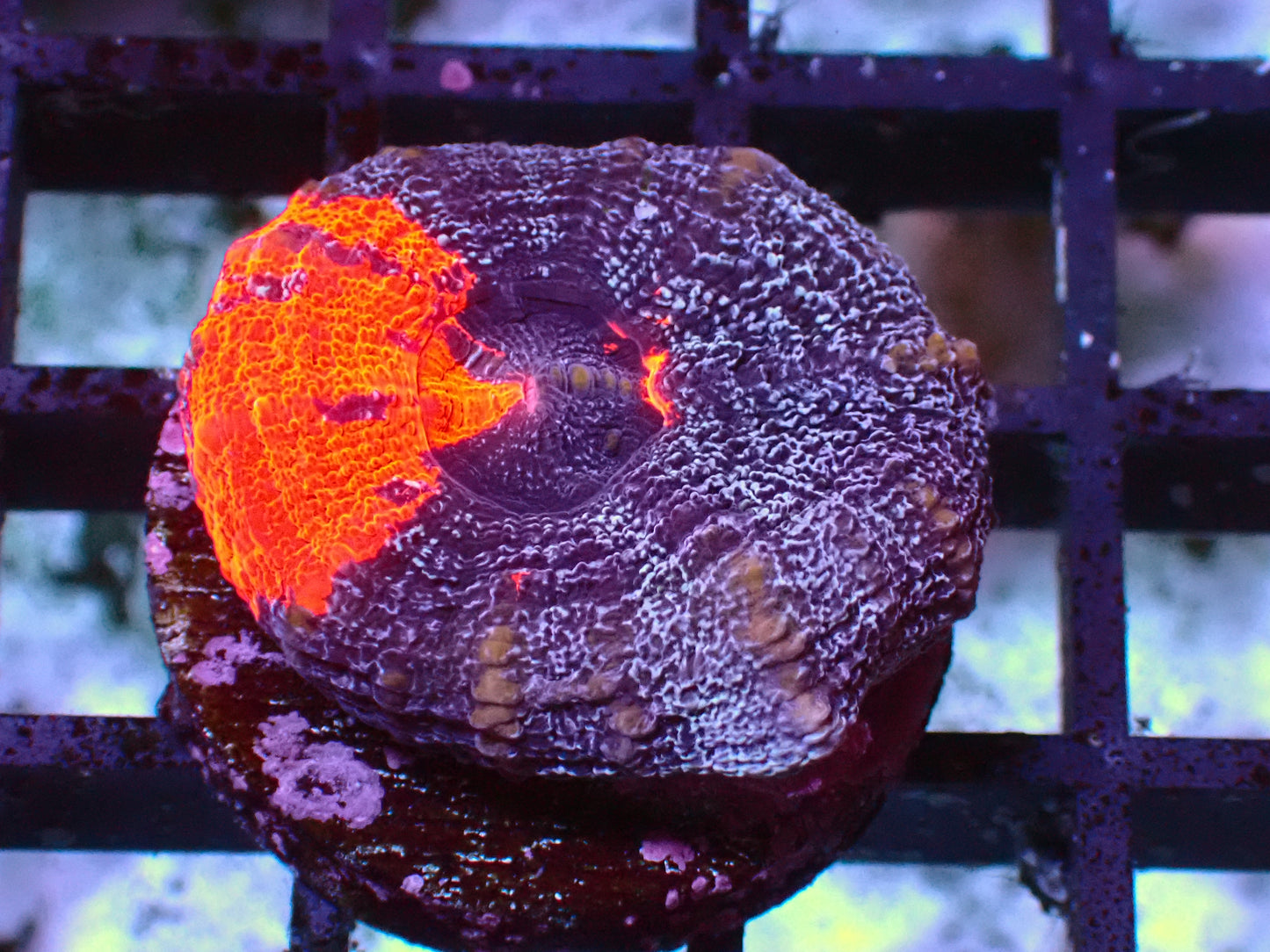 Snowflake Scolymia | WYSIWYG