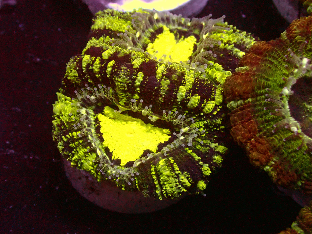 Insane Toxic Grafted Asian Acanthastrea | WYSIWYG