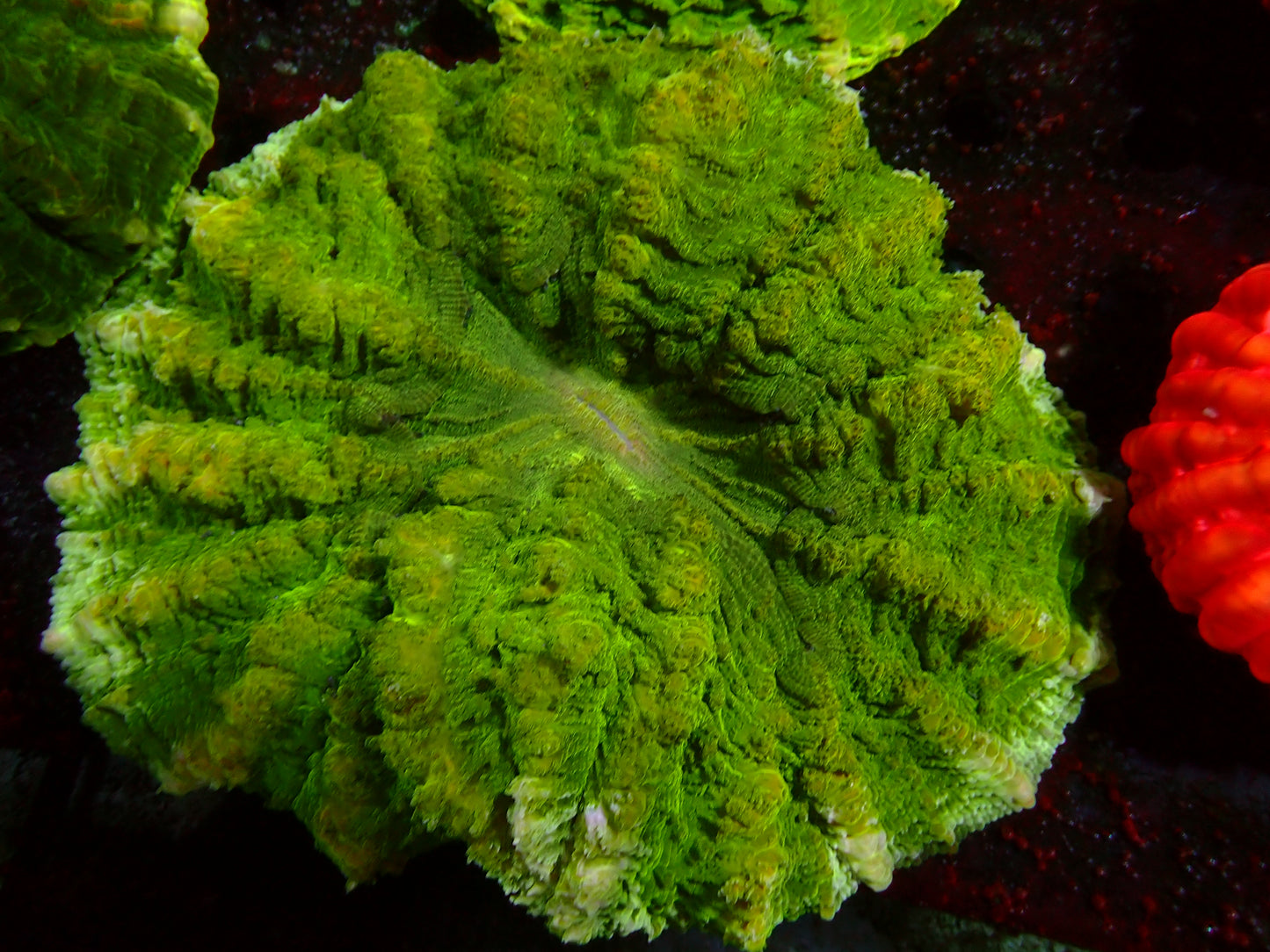 Toxic Green Acanthophyllia | WYSIWYG
