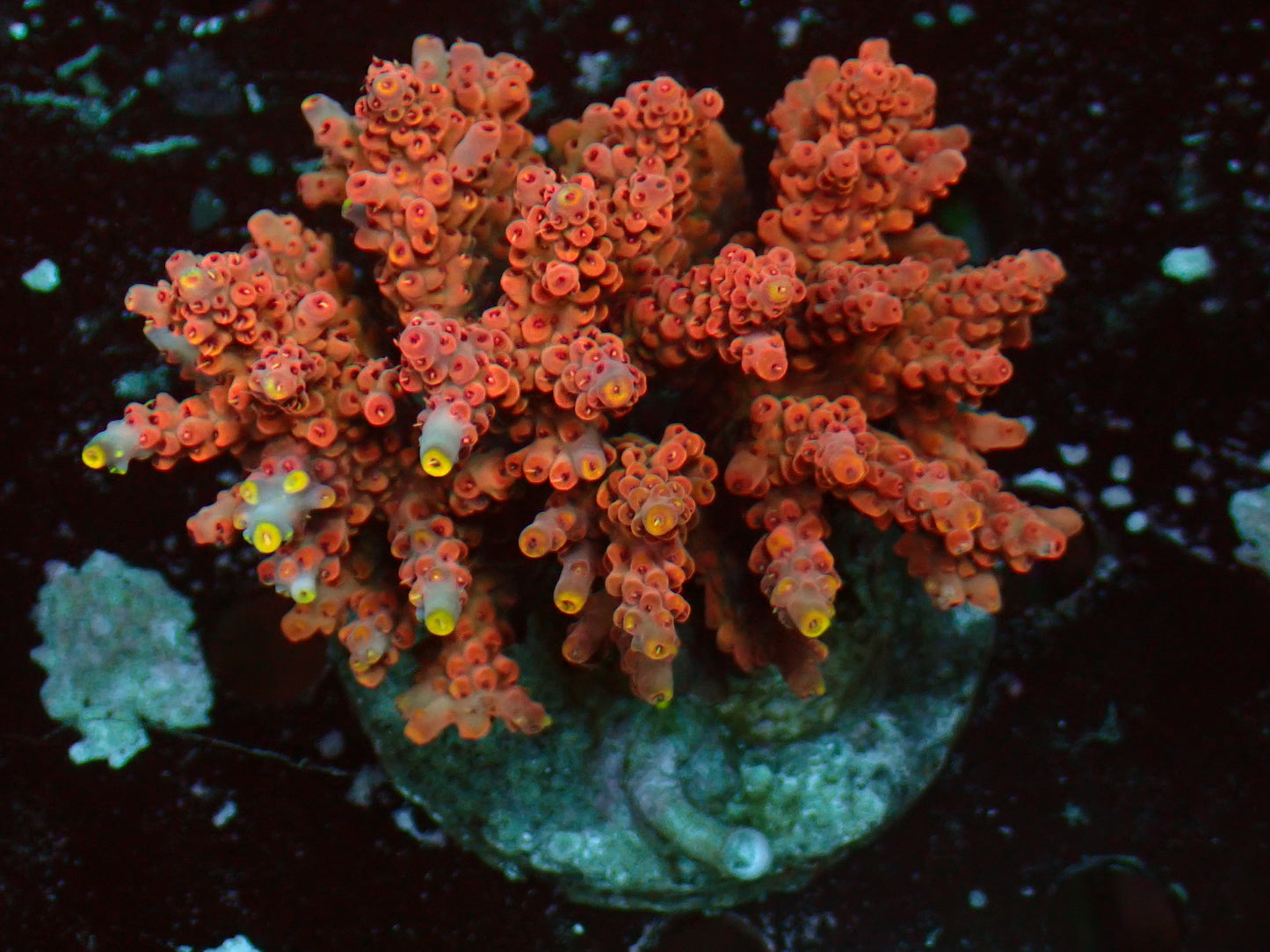 Acropora "Bali Shortcake Ultra" | Colony