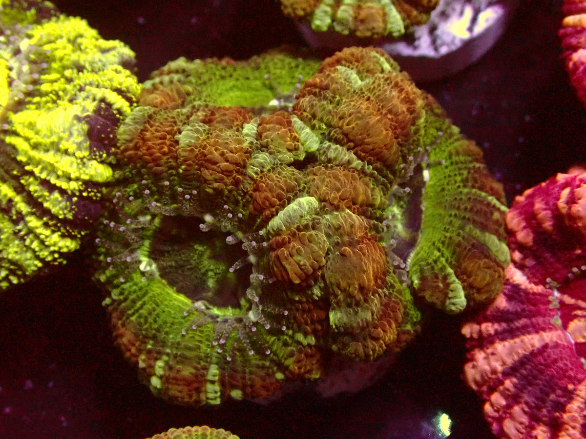 Ultra Asian Acanthastrea | WYSIWYG