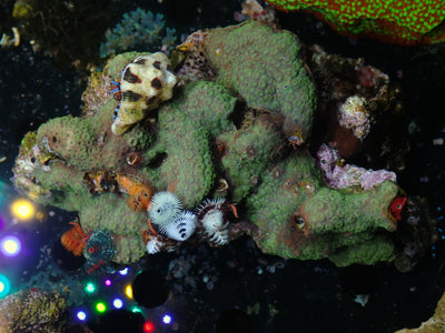 Christmas Tree Worm Rock | WYSIWYG