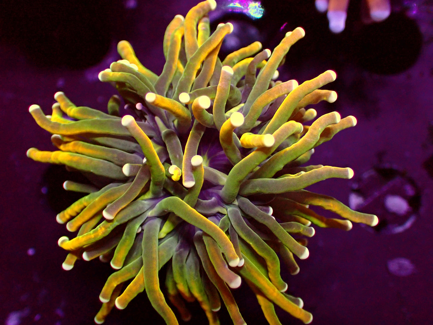 PR Holy Guacamole Torch | WYSIWYG