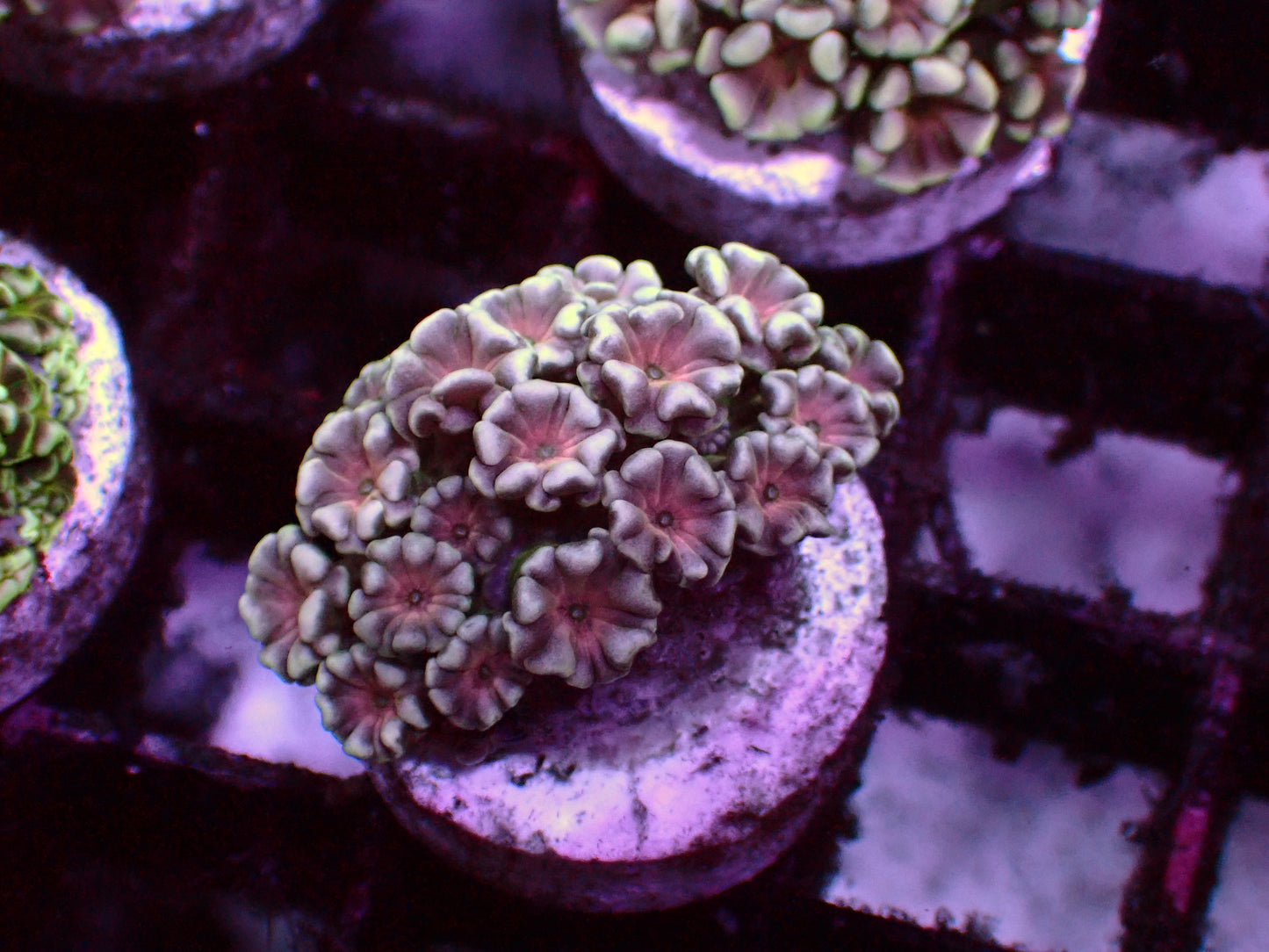 Snowflake Red Center Alveopora | WYSIWYG