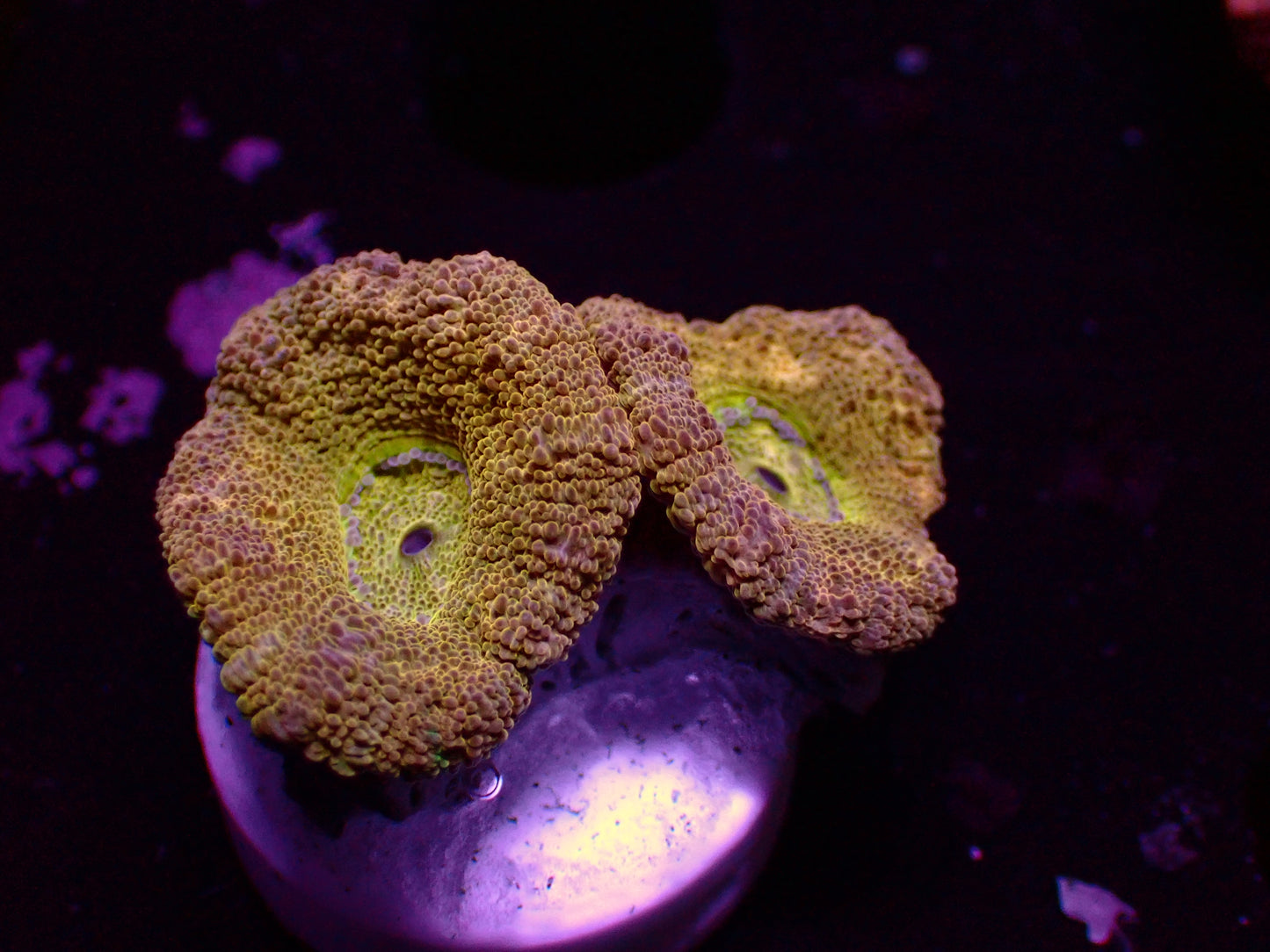 Asian Acan "Yellow/Gold" | WYSIWYG
