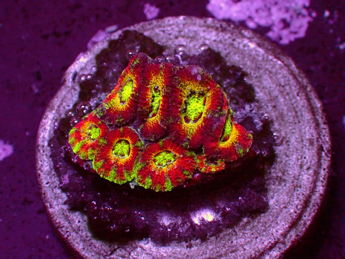 WWC Red Ruby Micromussa | WYSIWYG