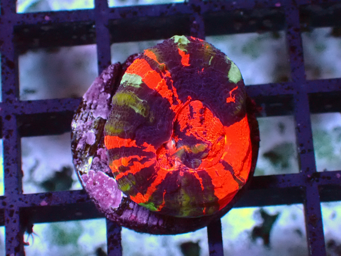 Crazy Warpaint Scolymia | WYSIWYG