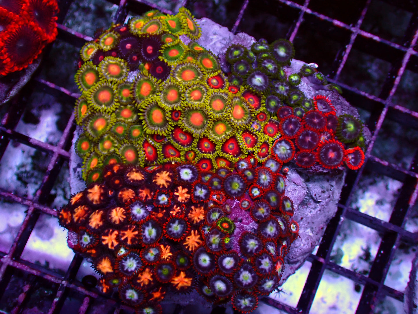 Zoanthus Rainbow Garden | WYSIWYG