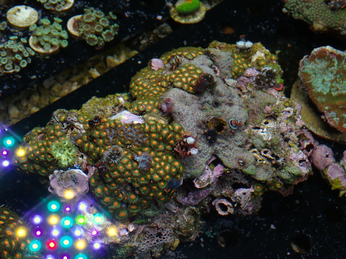 Christmas Tree Worm Rock | WYSIWYG