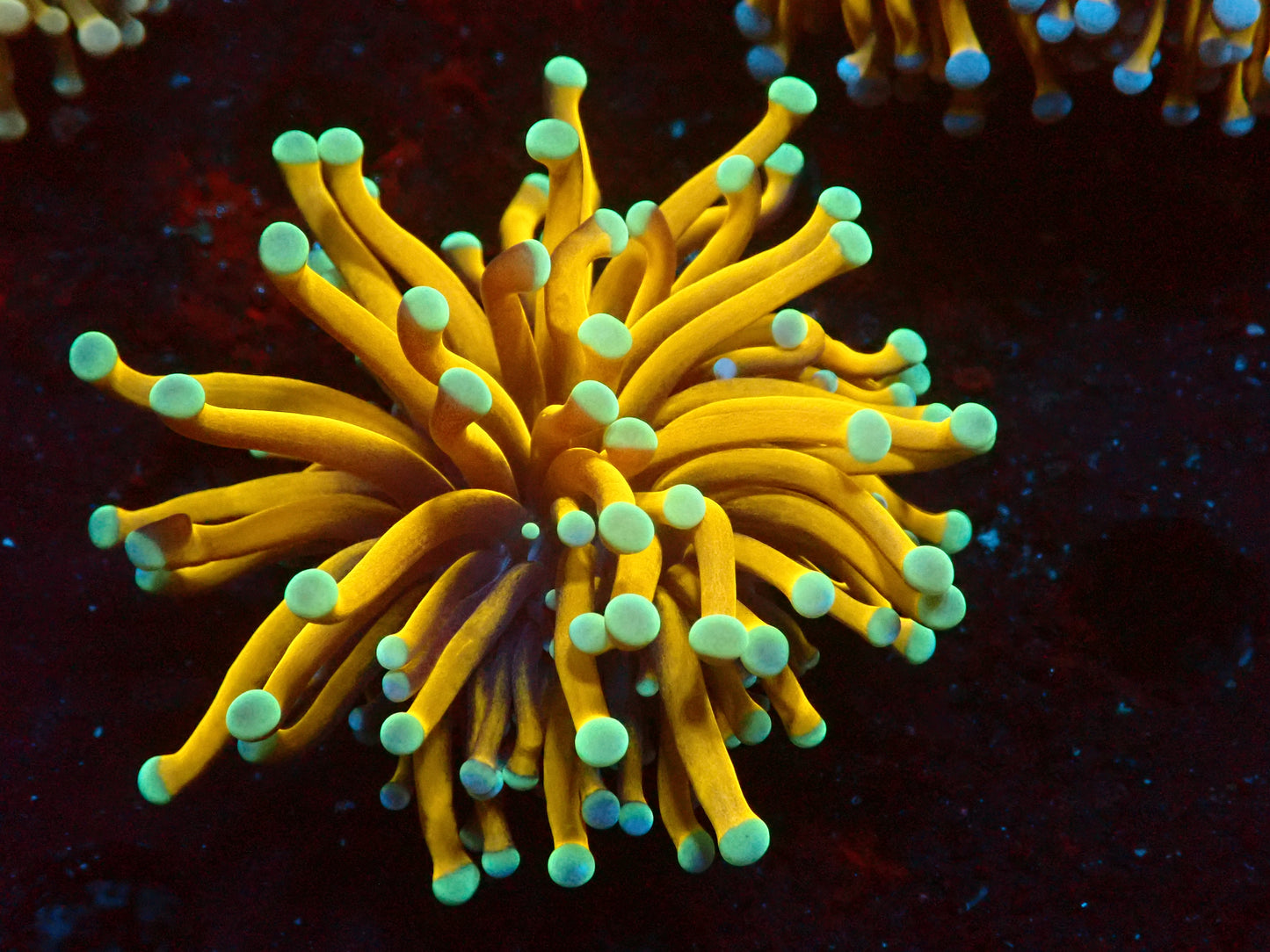 Euphyllia Aussie 24k Gold Torch | WYSIWYG