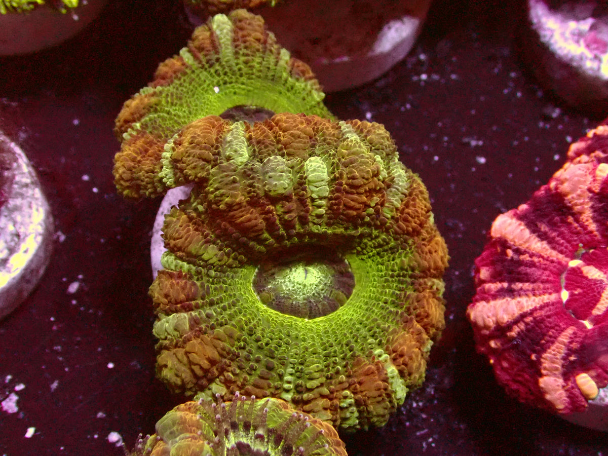 Ultra Asian Acanthastrea | WYSIWYG