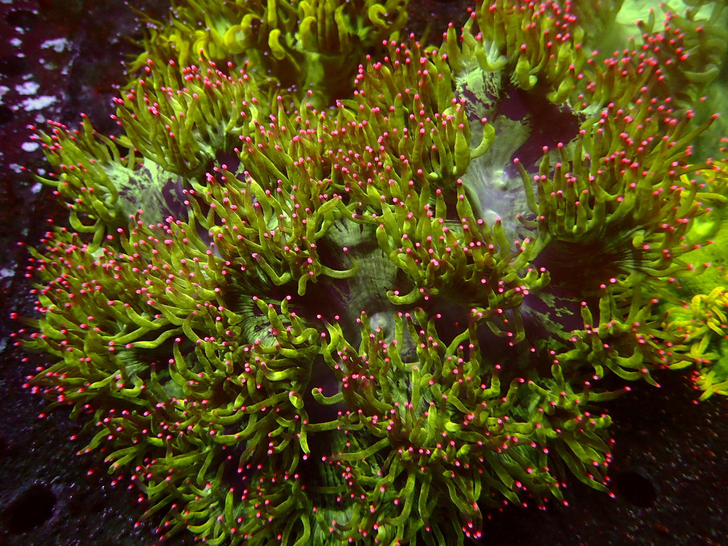 Ultra Pink Tips Catalaphyllia | WYSIWYG