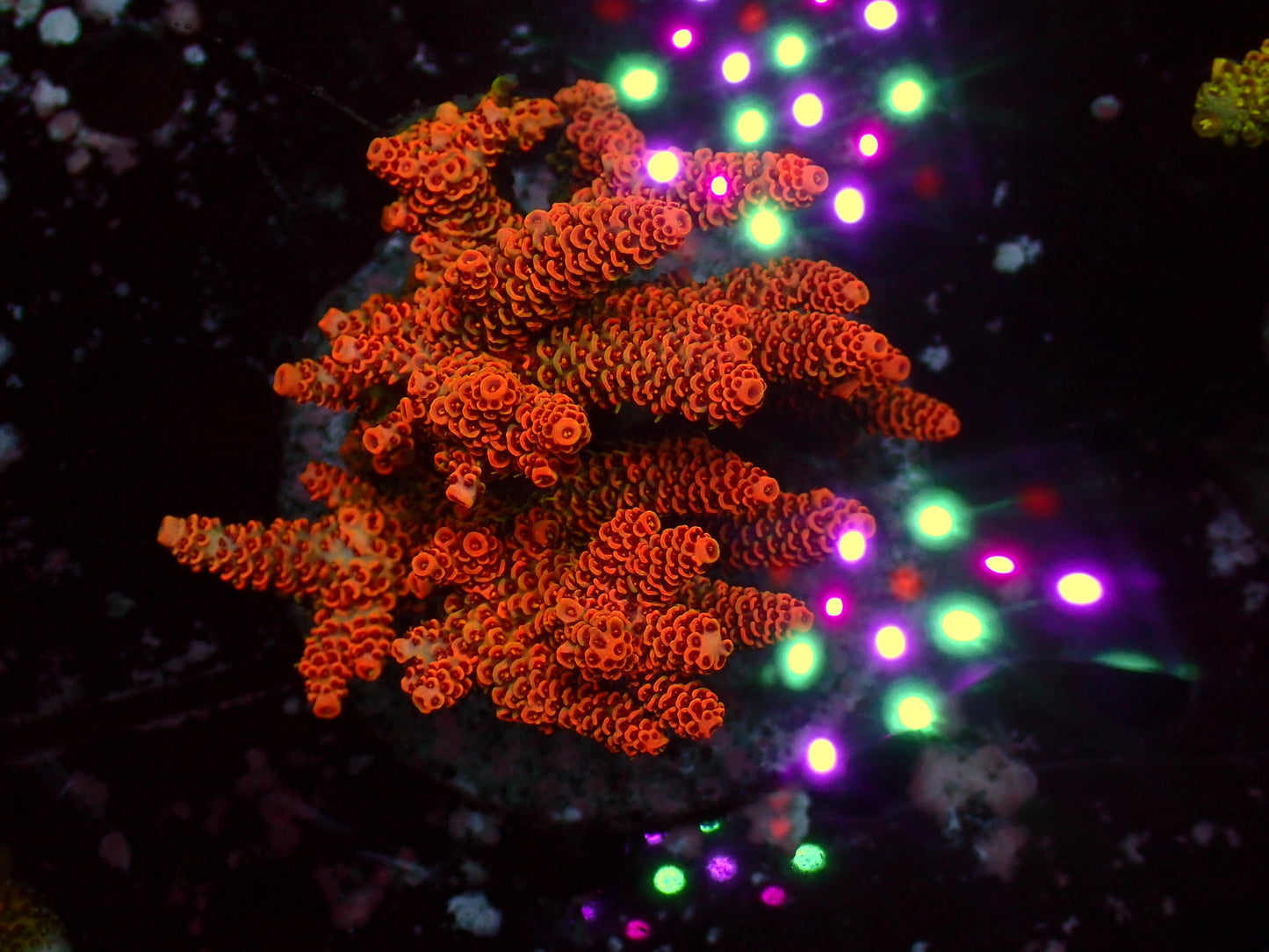 Acropora Millepora "Ultra" | Colony