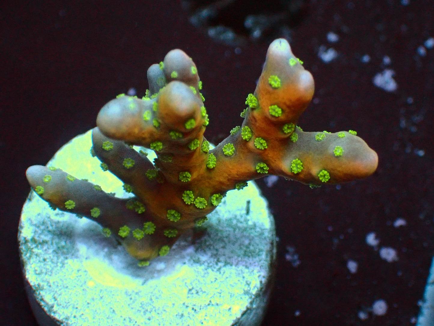 Anacropora Tropicana | WYSIWYG