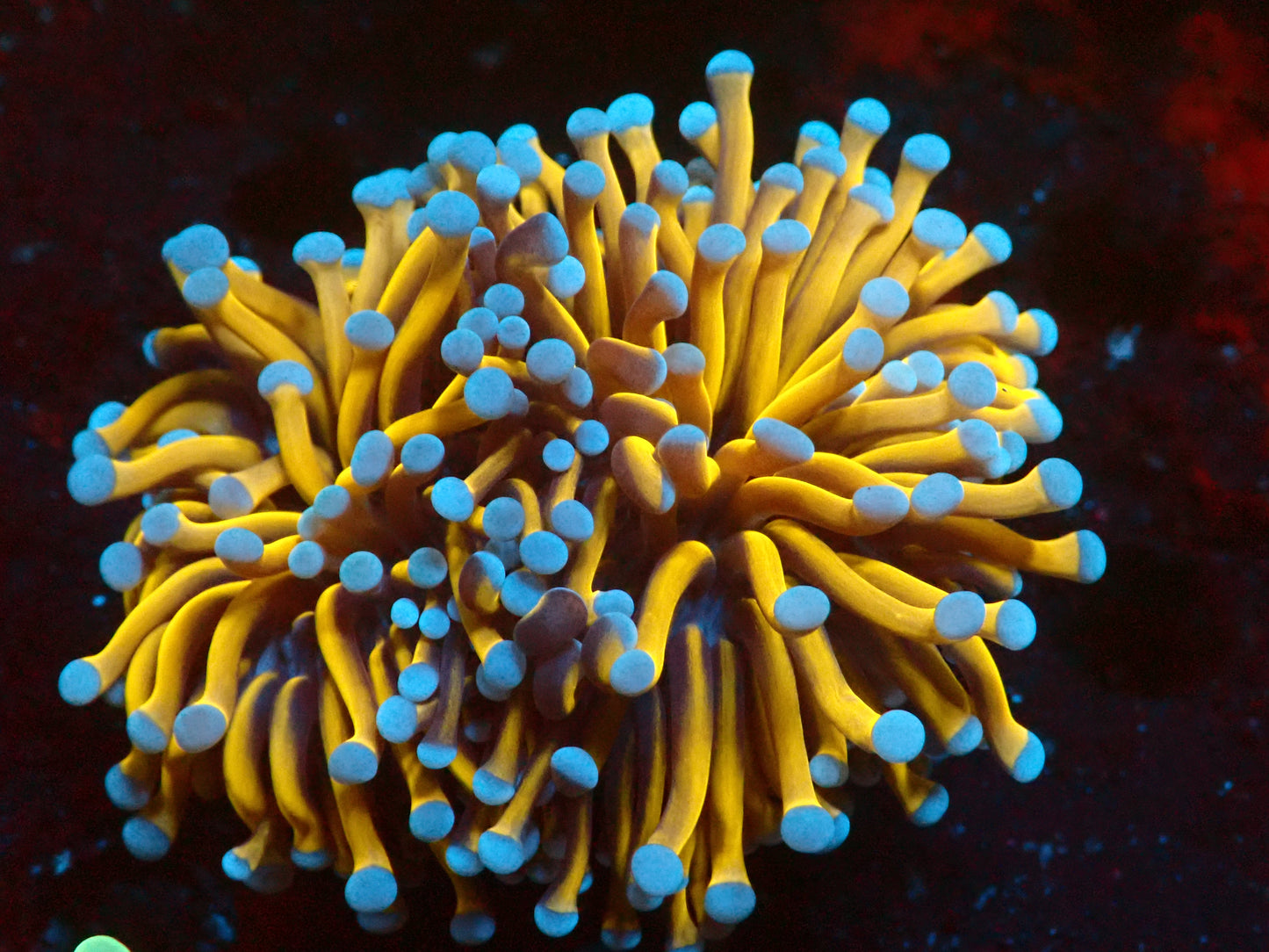 Euphyllia Aussie 24k Gold Torch | Doublehead