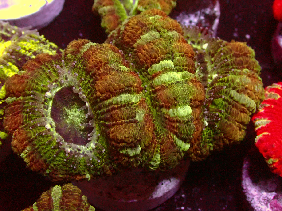 Ultra Asian Acanthastrea | WYSIWYG