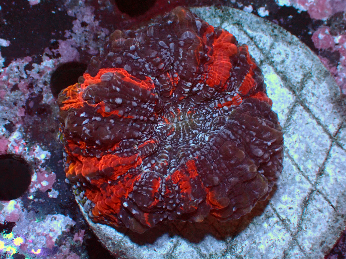 Acanthophyllia Deadpool | WYSIWYG