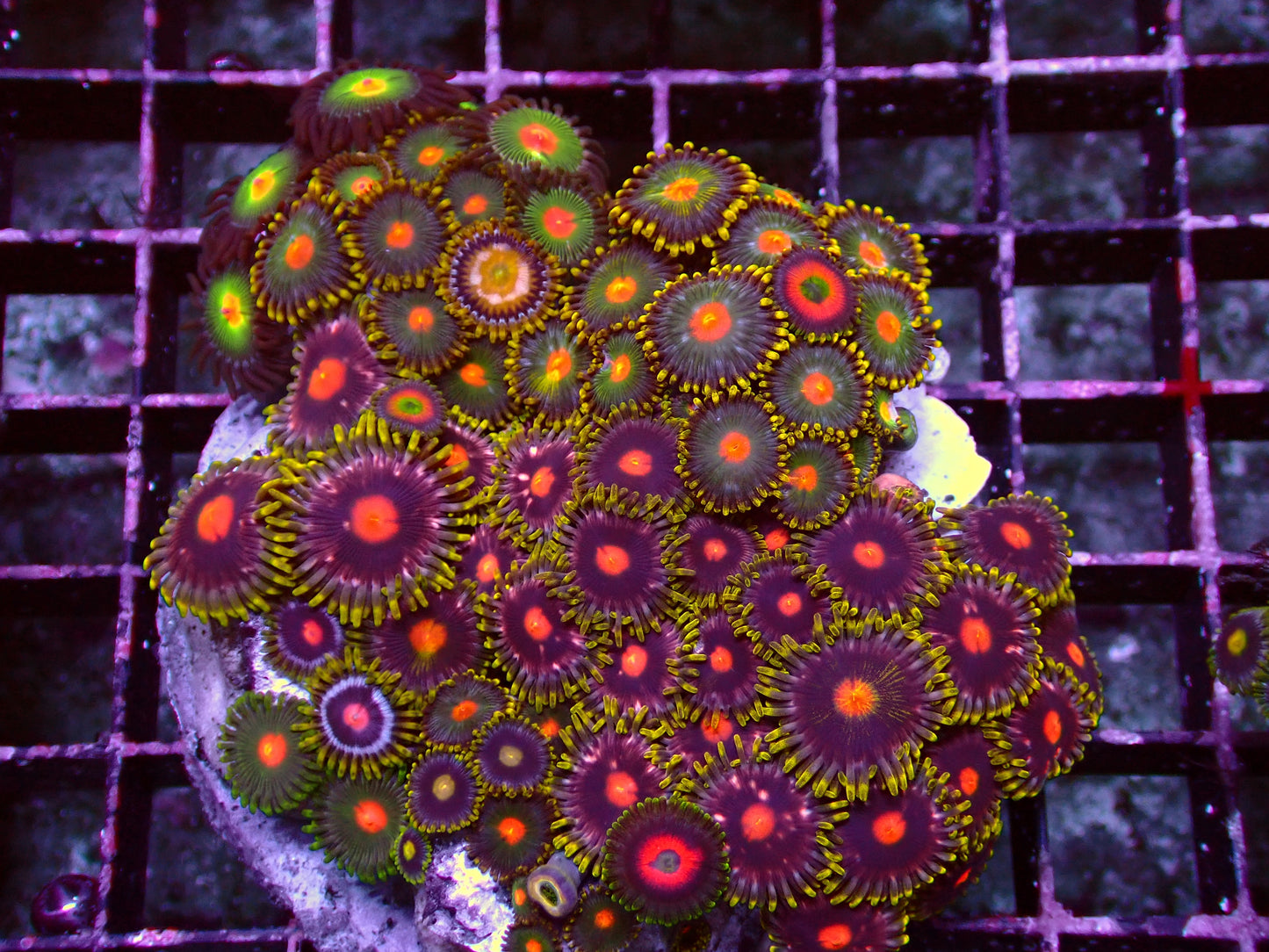Zoanthus Rainbow Garden | WYSIWYG