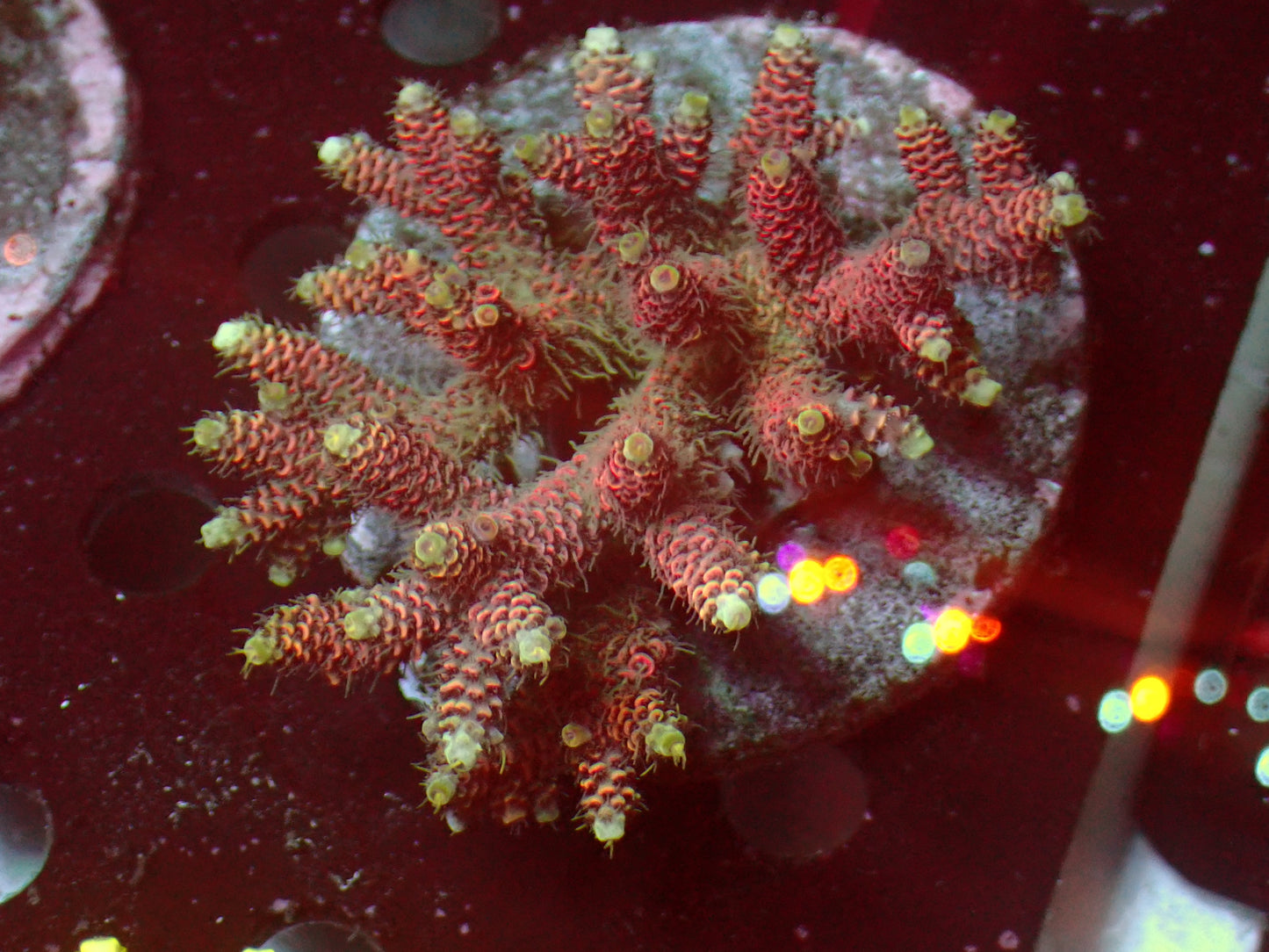 Pink Millepora | WYSIWYG