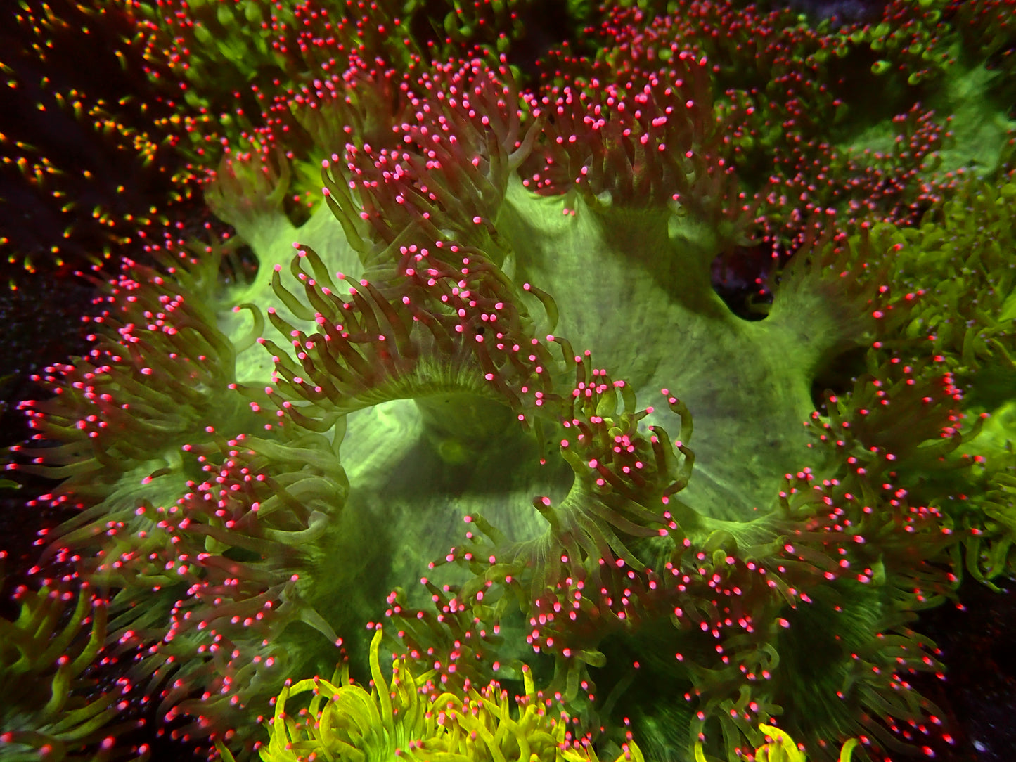 Ultra Pink Tips Catalaphyllia | XXL