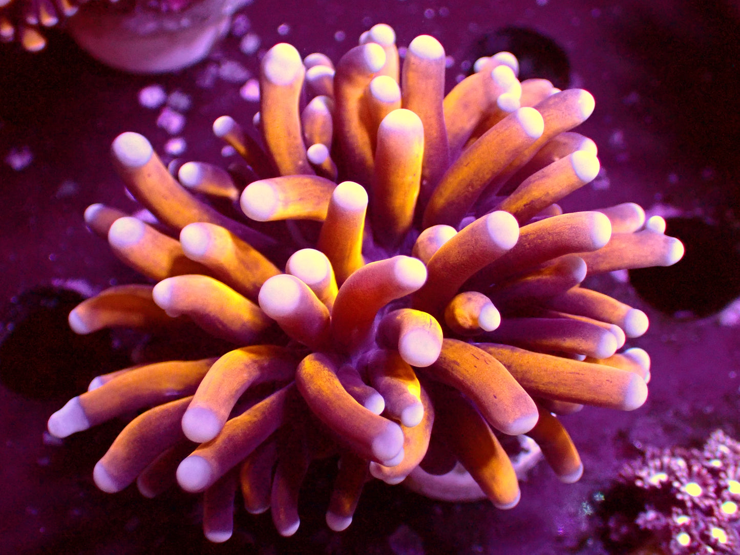 PR Banana Torch (no christata) | WYSIWYG