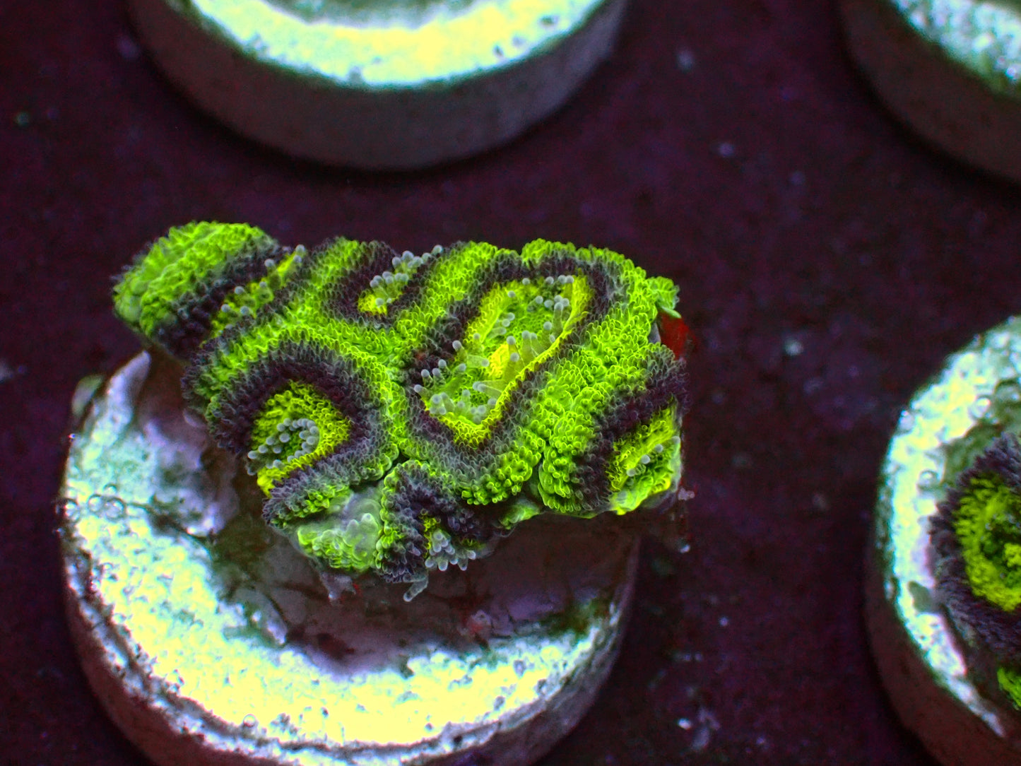 Alien Eye Micromussa | WYSIWYG