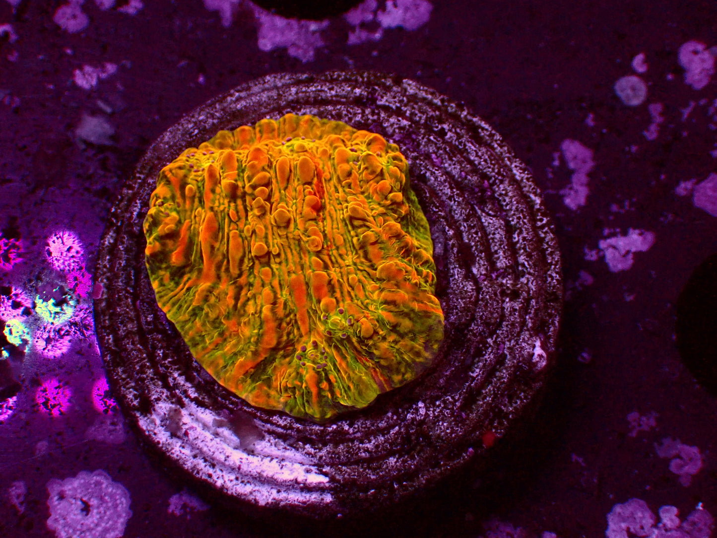 WWC Stellaria Chalice | WYSIWYG