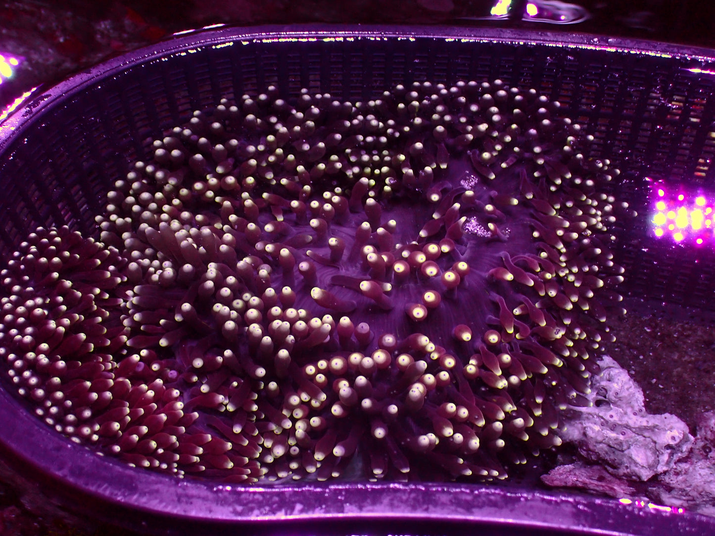 Aussie Purple Bubble Tip Anemone | WYSIWYG