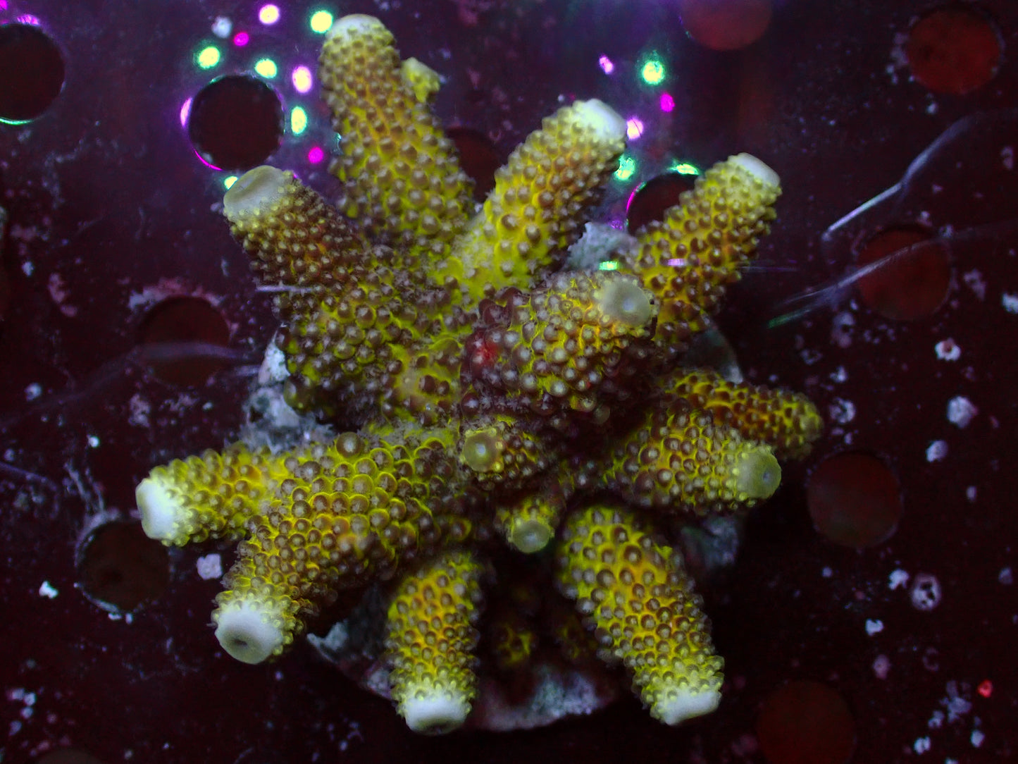 Acropora Humillis "Green/Yellow" | Colony