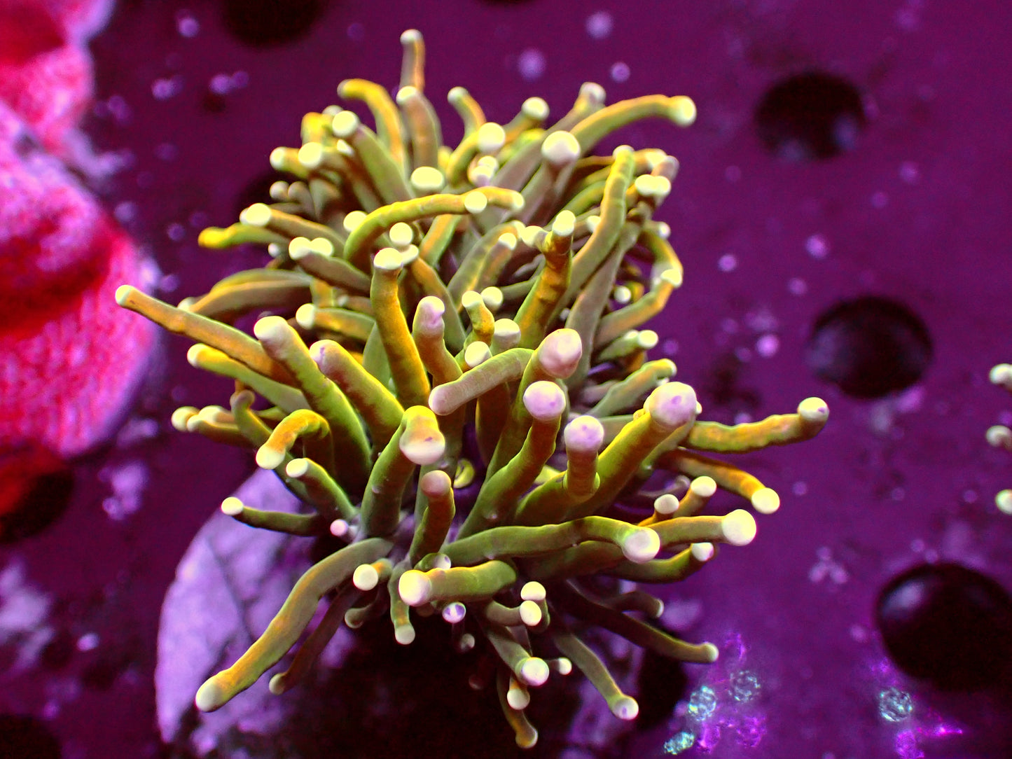 PR Holy Guacamole Torch | Doublehead