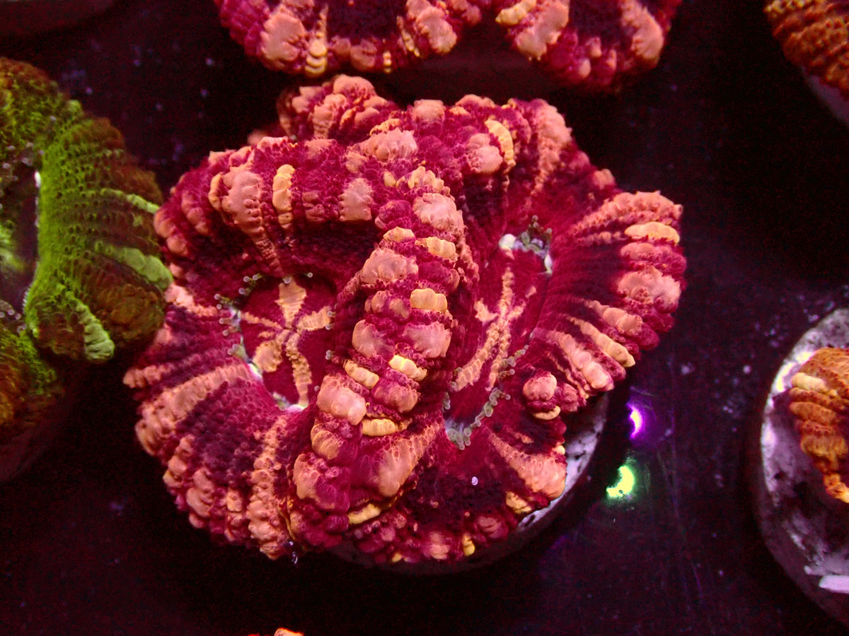Insane Pink Stripes Asian Acanthastrea | WYSIWYG