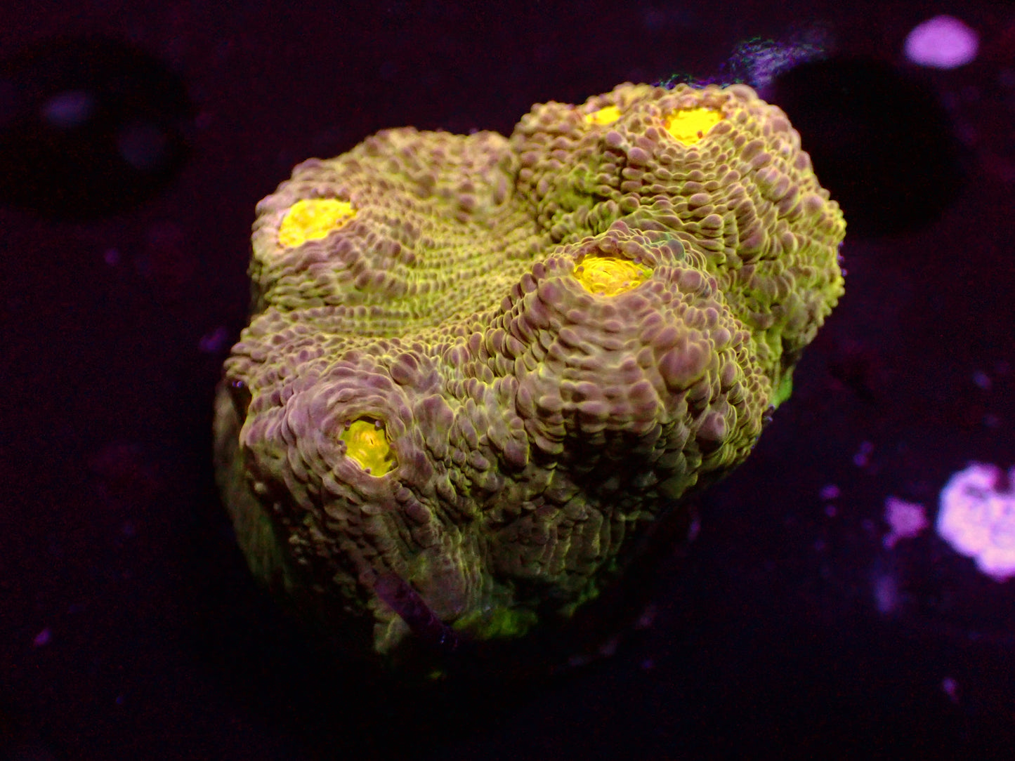 PR Lemon Lime Chalice | WYSIWYG