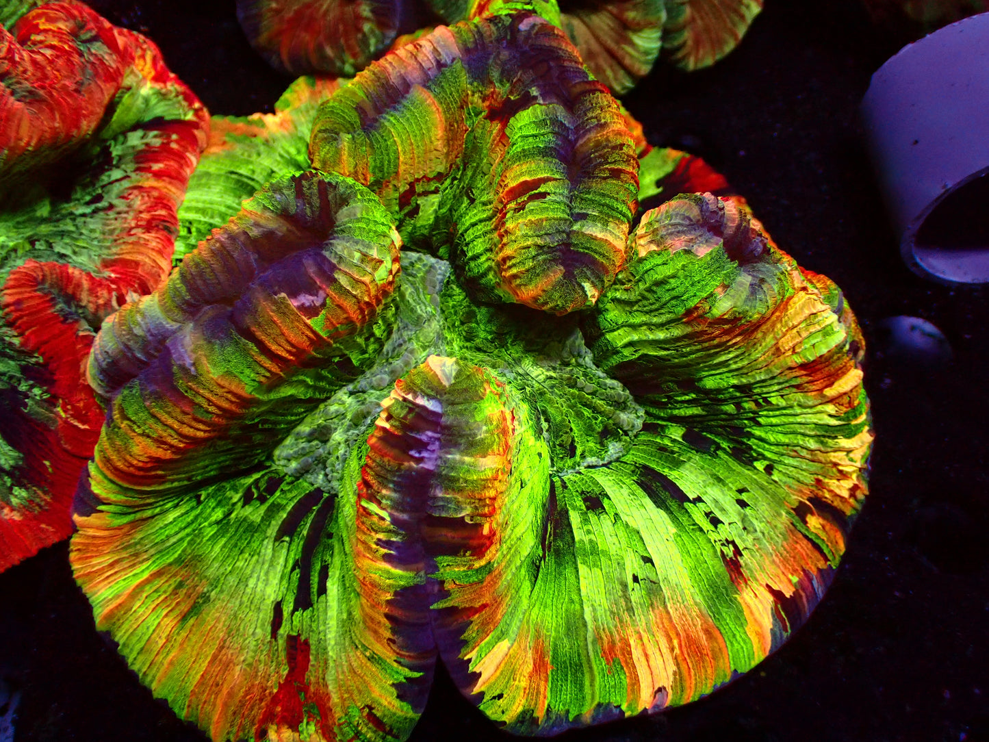 Mastergrade Trachyphyllia | WYSIWYG