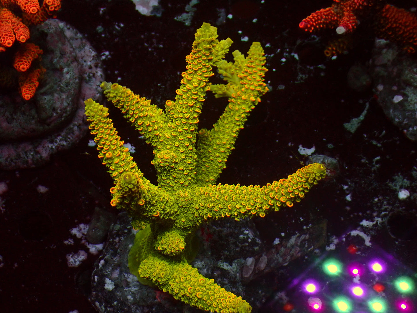 Acropora Abrotanoides "Rainbow Staghorn" | Colony