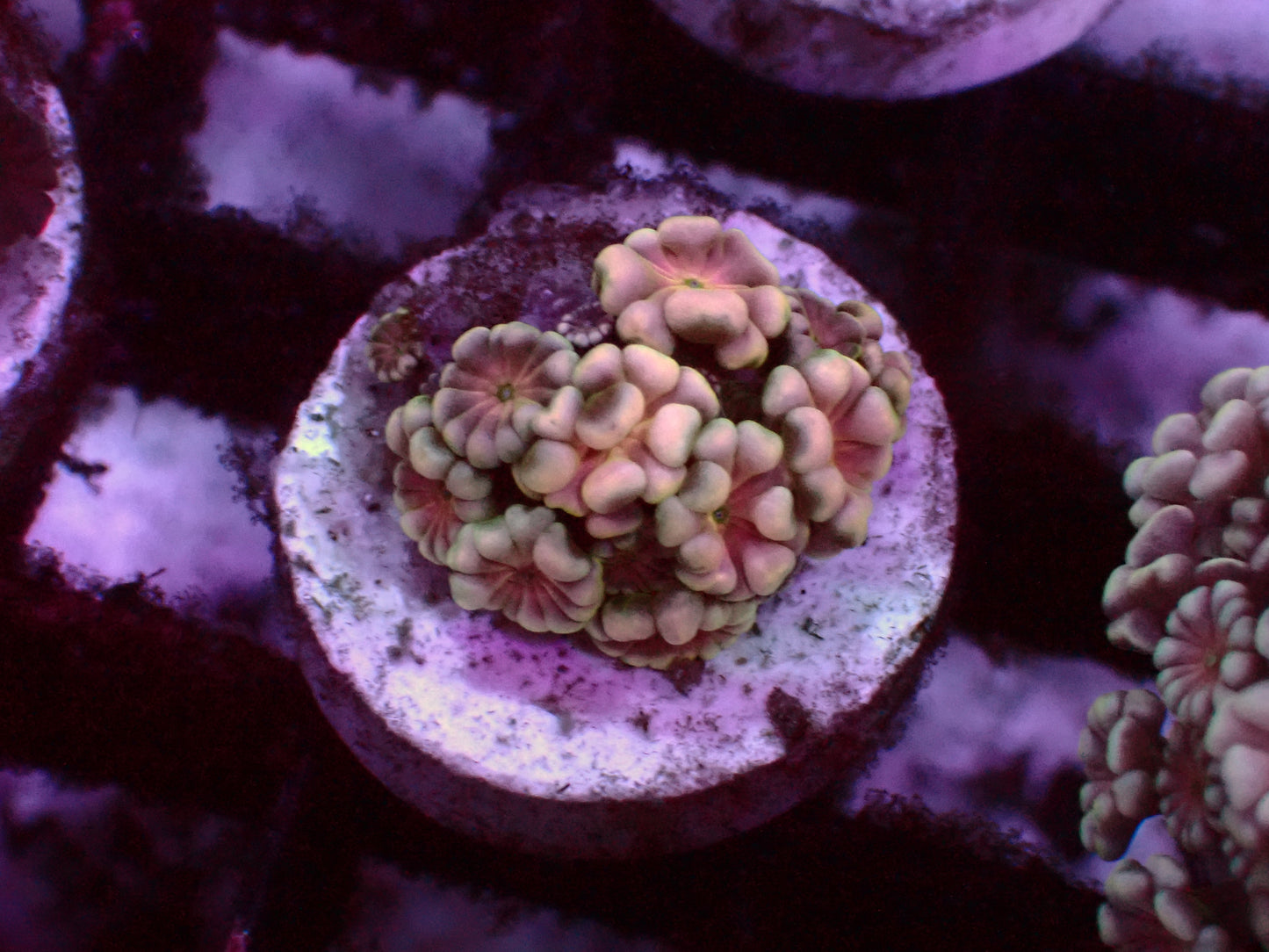 Ultra Snowflake Red Center Alveopora | WYSIWYG