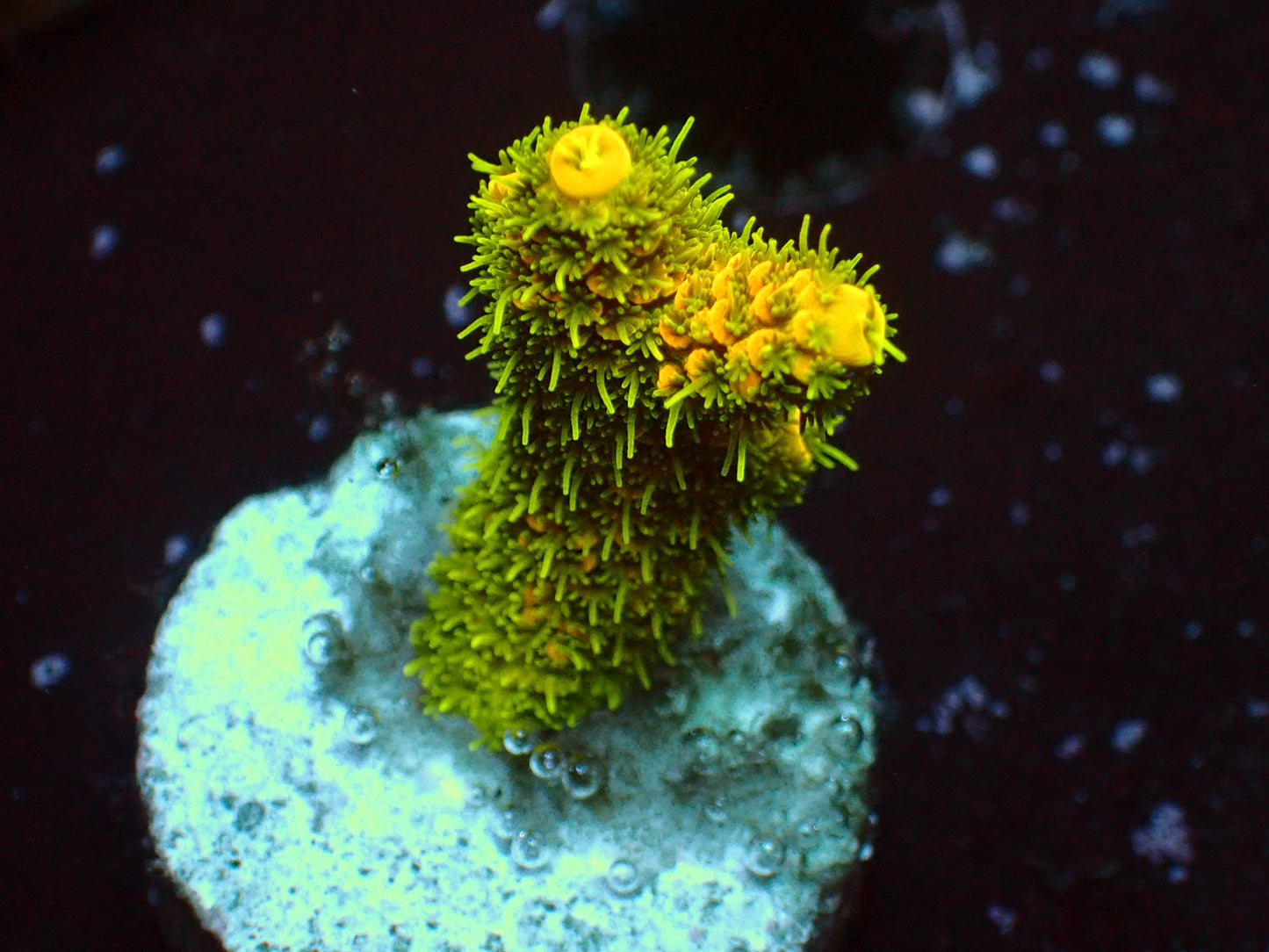Solar Flair Millepora | WYSIWYG